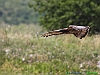 Uccelli accipitriformi 17-Falco pecchiaiolo.jpg